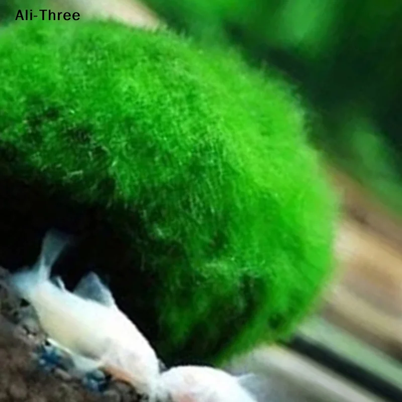 1Pcs 3-4cm Moss Balls Live Aqu - đánh giá và giá Planted Aquarium Maintenance