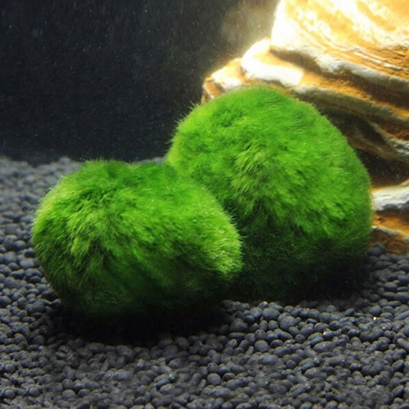 1Pcs 3-4cm Moss Balls Live Aqu - đánh giá và giá Planted Aquarium Maintenance