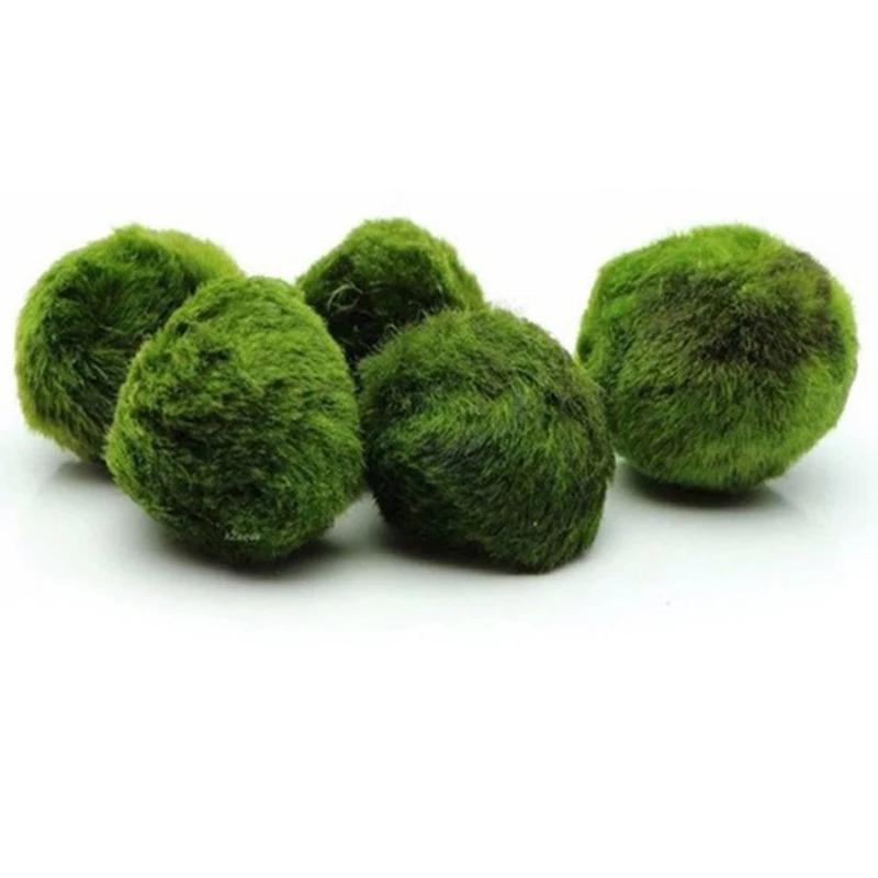 1Pcs 3-4cm Moss Balls Live Aqu - đánh giá và giá Planted Aquarium Maintenance