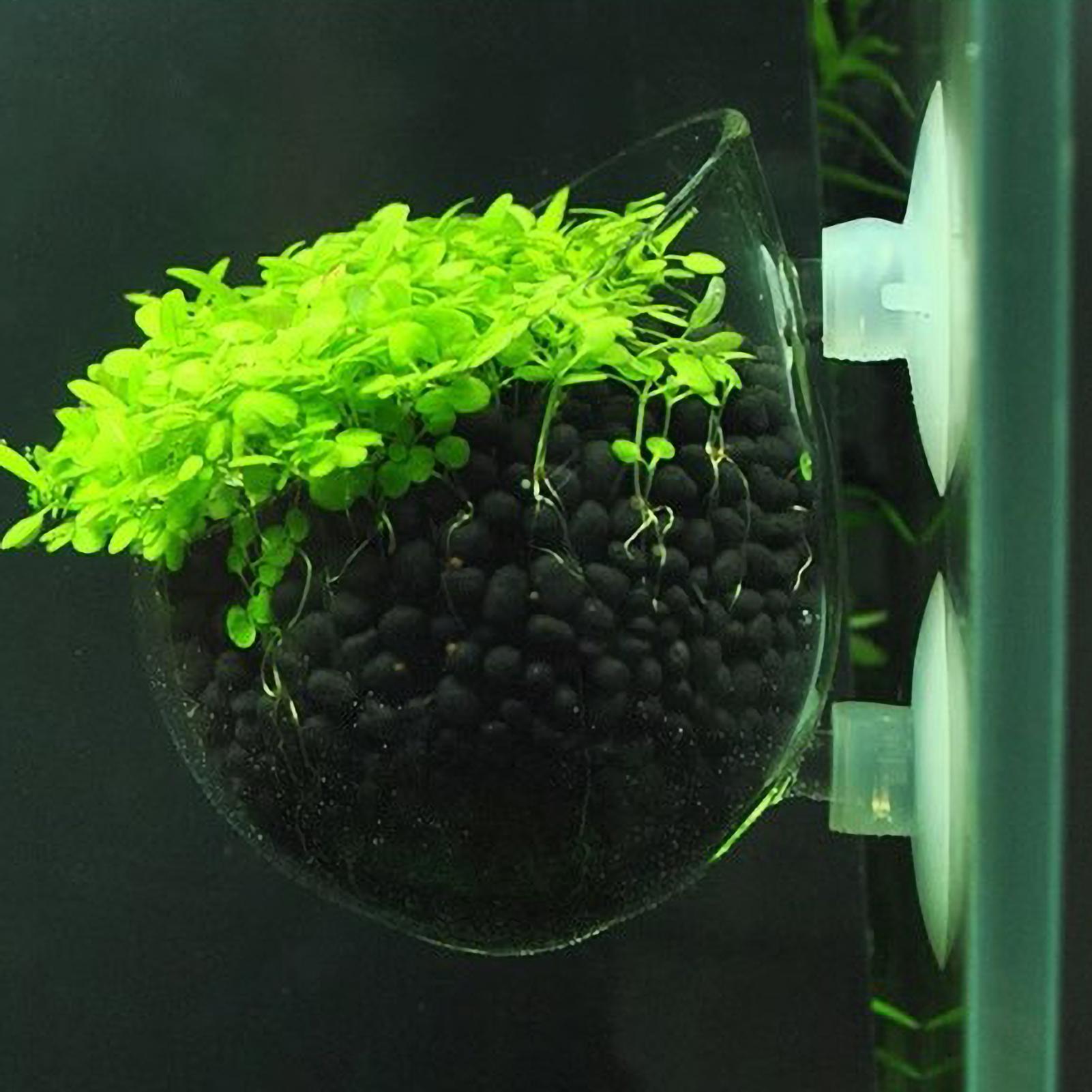 Aquarium Plant Holder Glass Aq - đánh giá và giá Planted Aquarium Maintenance