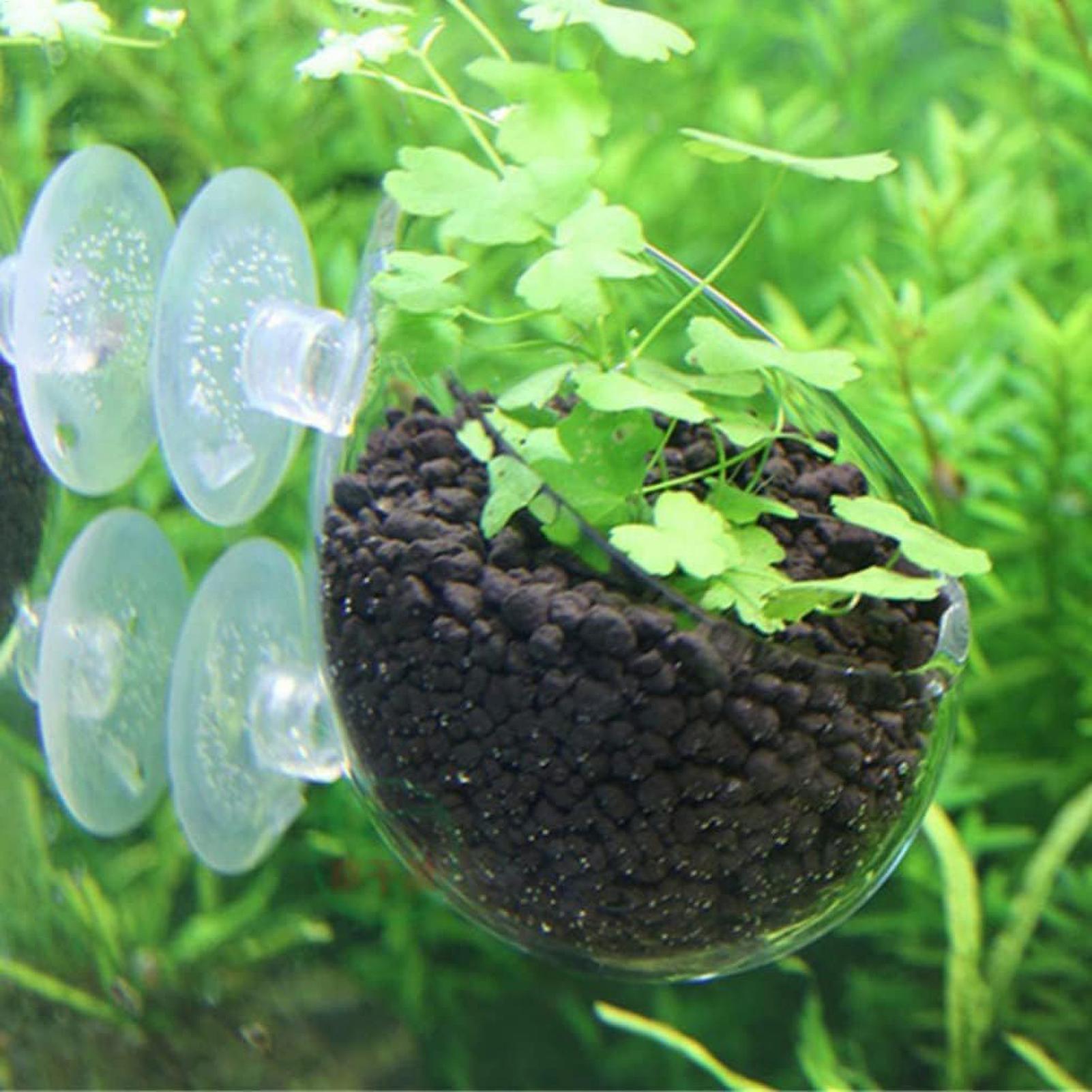 Aquarium Plant Holder Glass Aq - đánh giá và giá Planted Aquarium Maintenance