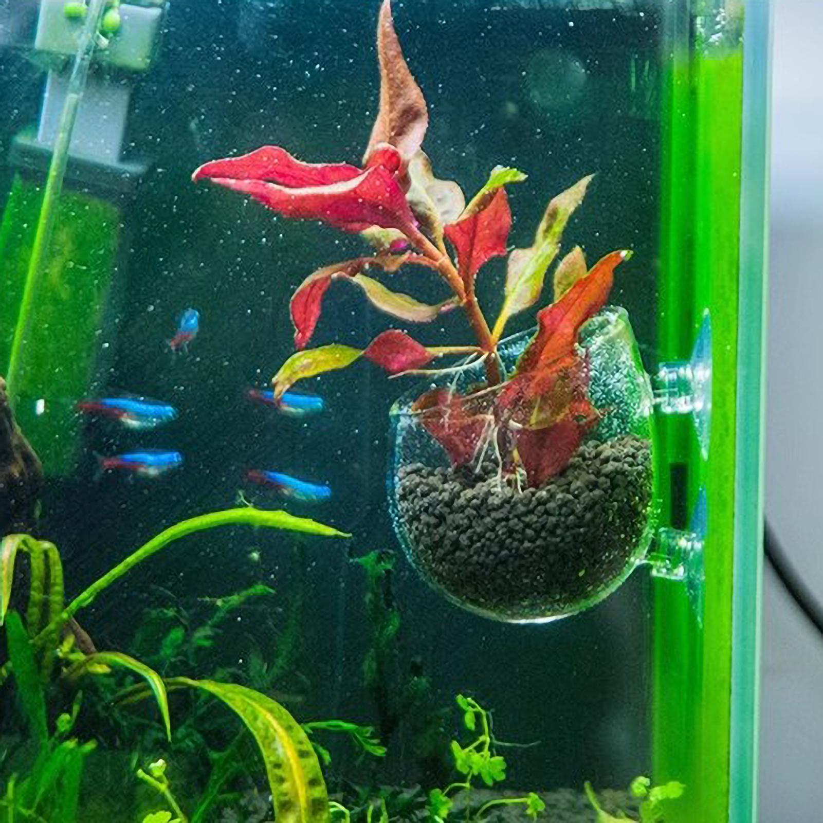 Aquarium Plant Holder Glass Aq - đánh giá và giá Planted Aquarium Maintenance