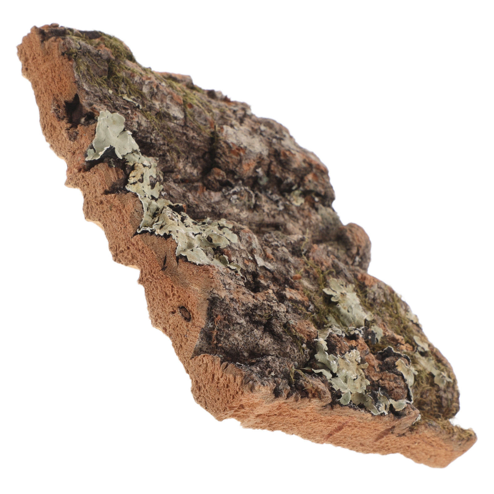Cork Bark Tree Bark for Reptil - đánh giá và giá Aquarium Planted Background