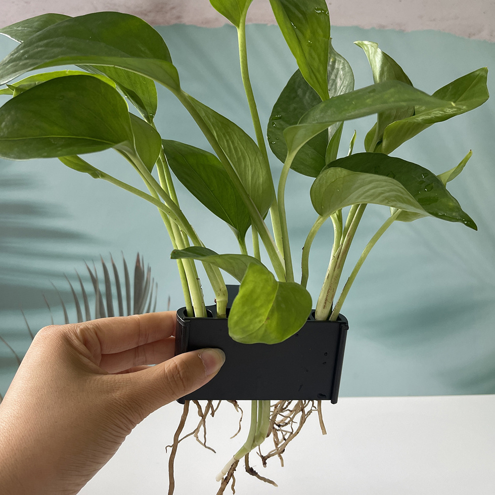 Aquarium Plant Holder with Han - đánh giá và giá Planted Aquarium Maintenance