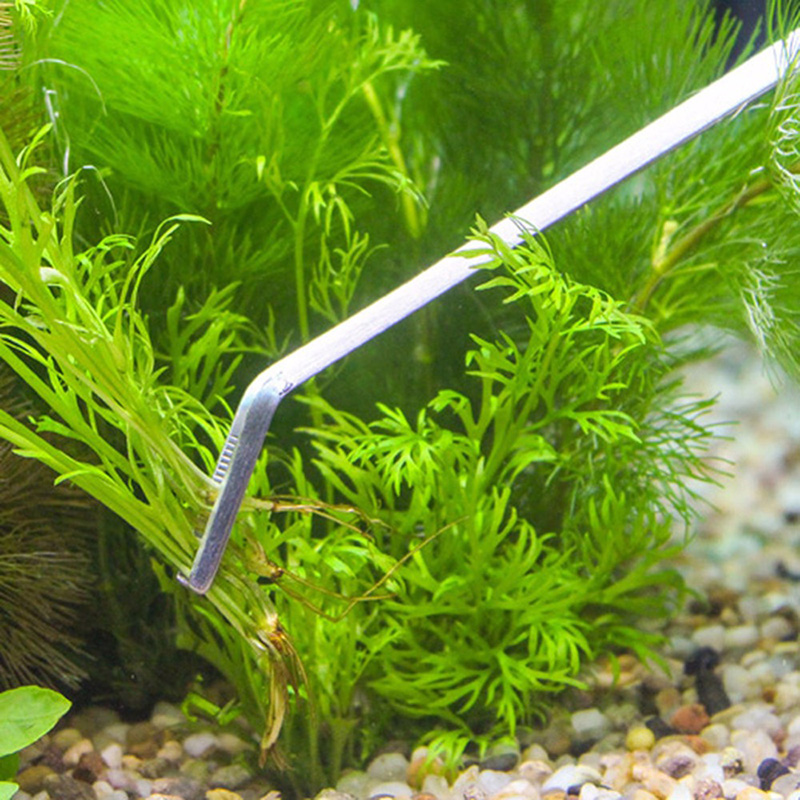 Professional Aquarium Maintena - đánh giá và giá Planted Aquarium Maintenance