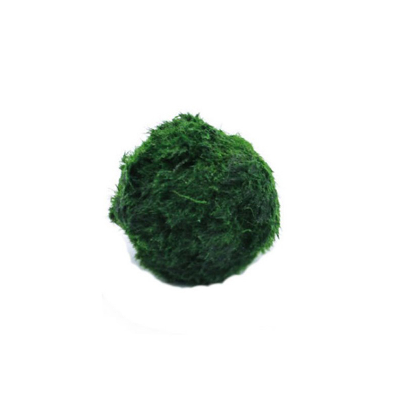 Marimo Moss Balls Live Aquariu - đánh giá và giá Planted Aquarium Maintenance
