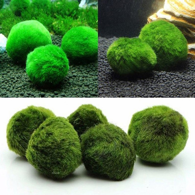 Marimo Moss Balls Live Aquariu - đánh giá và giá Planted Aquarium Maintenance