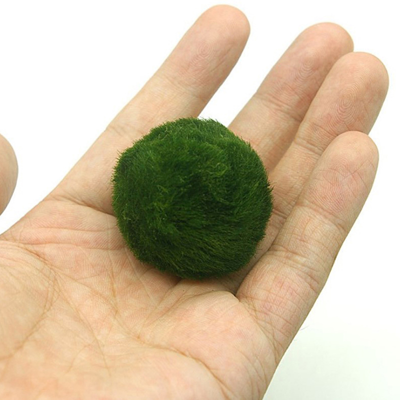 Marimo Moss Balls Live Aquariu - đánh giá và giá Planted Aquarium Maintenance