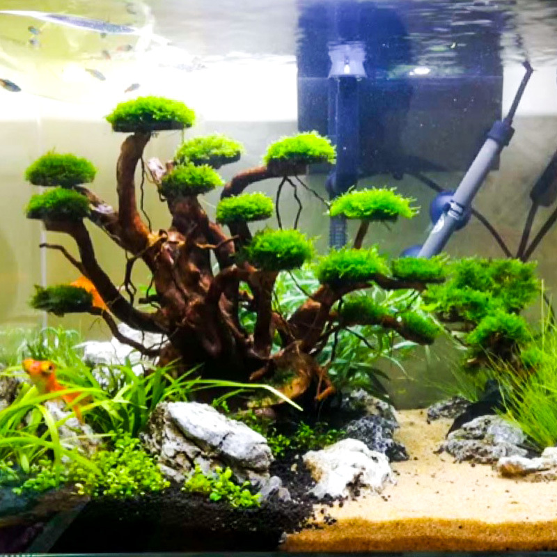 Aquarium Landscaping Moss Tree - đánh giá và giá Planted Aquarium Moss