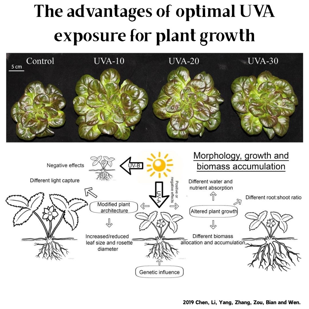 Week Aqua M Series RGB+UV Wate - đánh giá và giá Aquarium Plant Grass